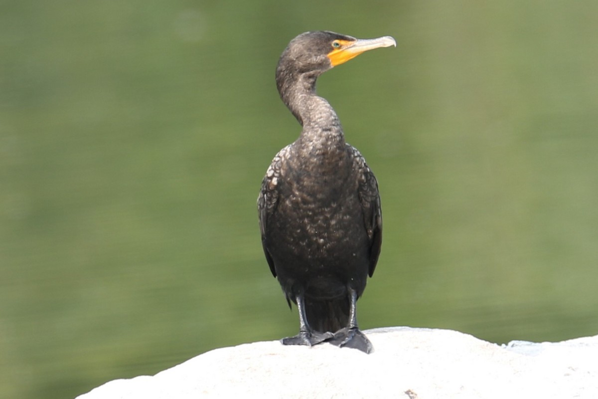 Double-crested Cormorant - ML622576902