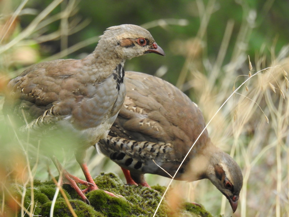 Chukar - Sheikh Riyaz