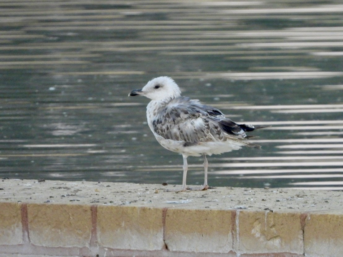 Yellow-legged Gull - ML622576925