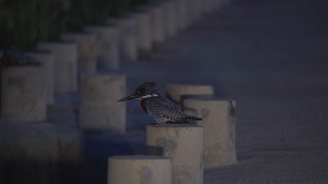 Giant Kingfisher - ML622576927