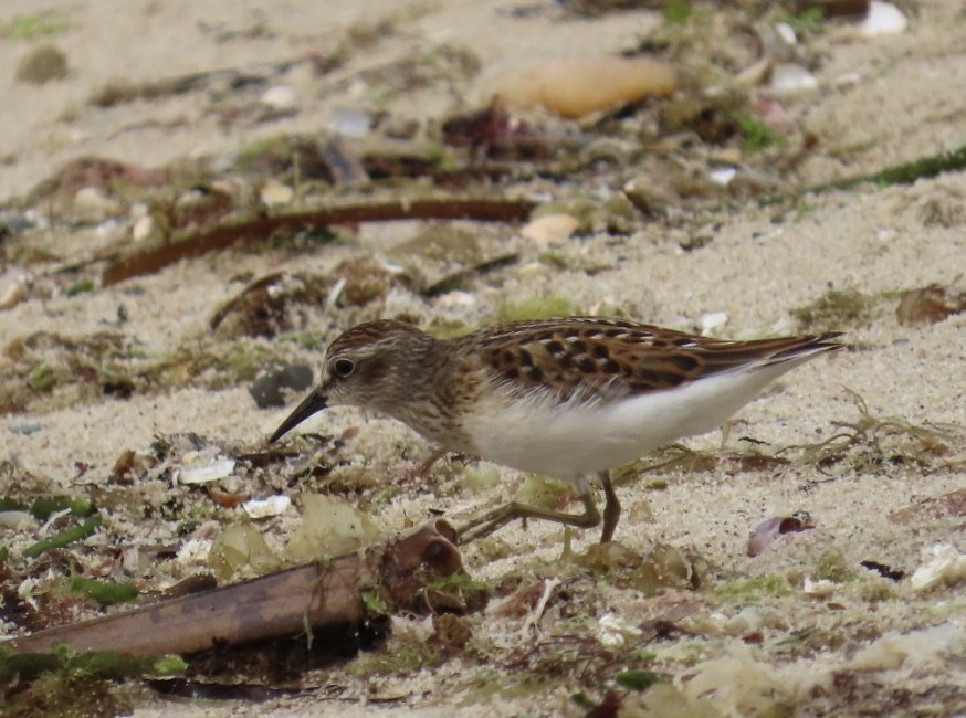 Semipalmated Sandpiper - ML622576940