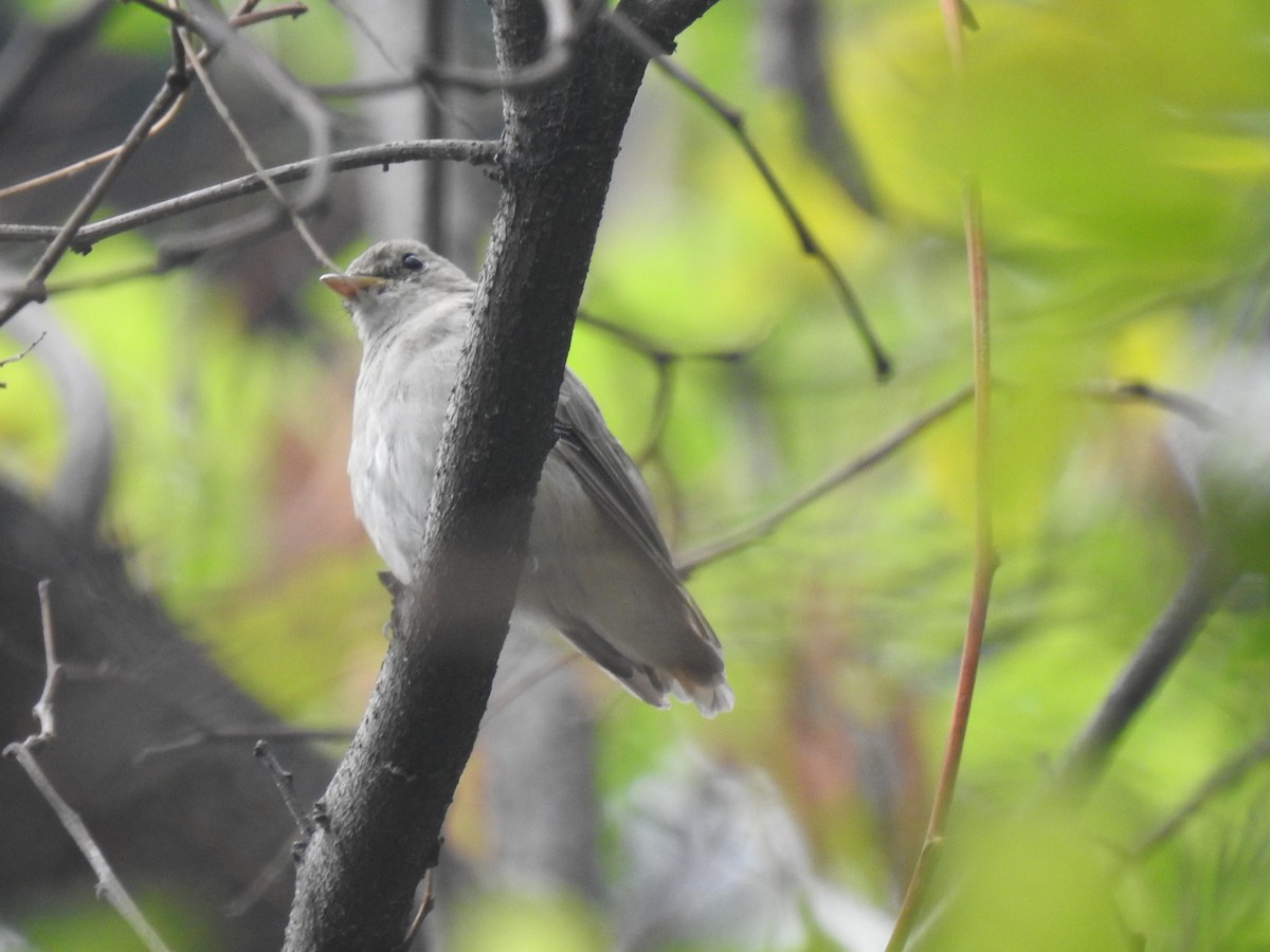 Rusty-tailed Flycatcher - ML622576945