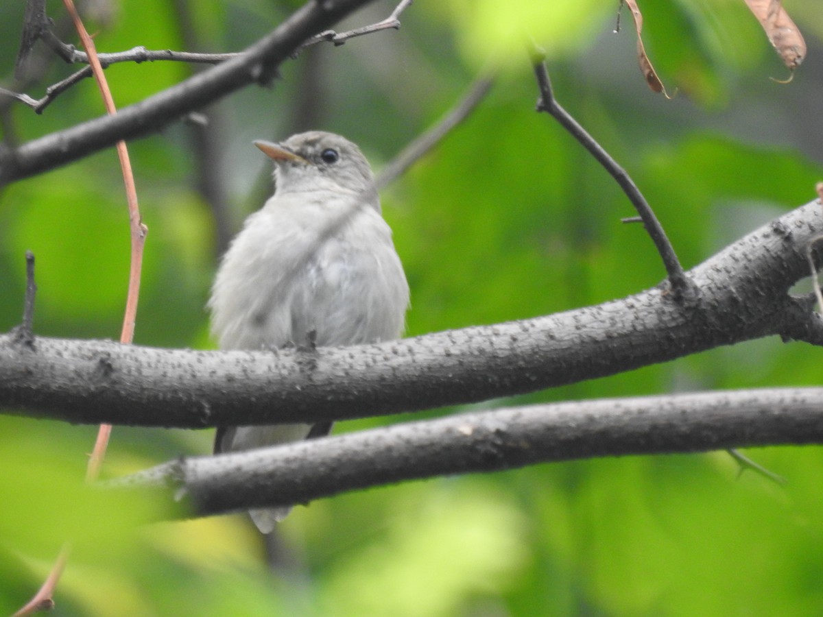 Rusty-tailed Flycatcher - ML622576946