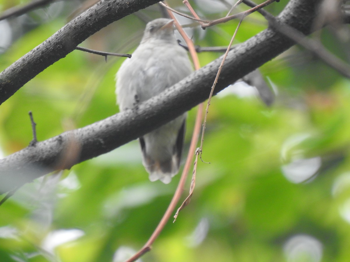 Rusty-tailed Flycatcher - ML622576947