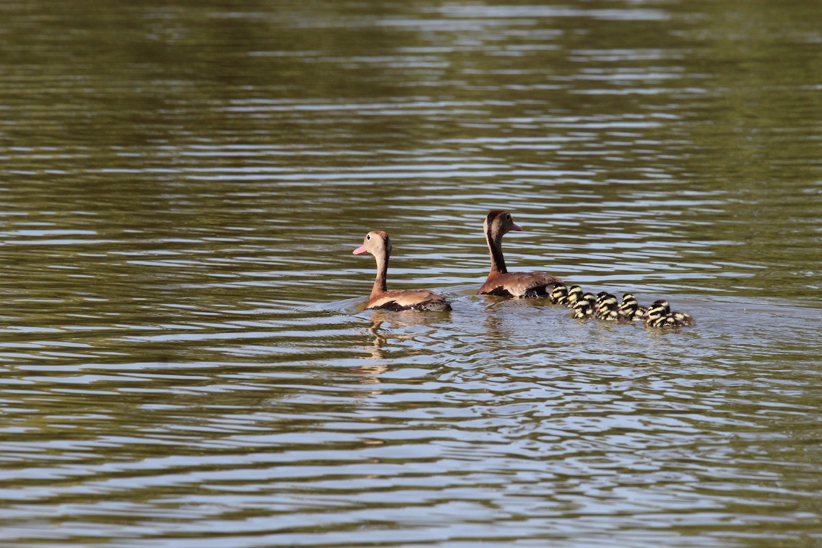 Black-bellied Whistling-Duck - George Dokes