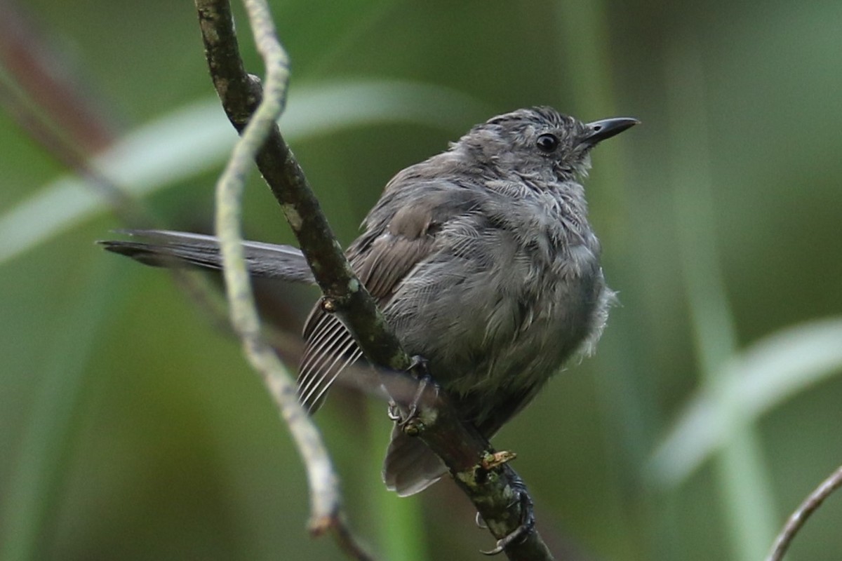 Pájaro Gato Gris - ML622576967