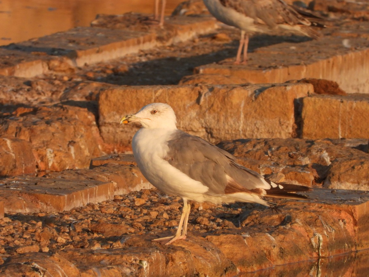 Yellow-legged Gull - ML622577009