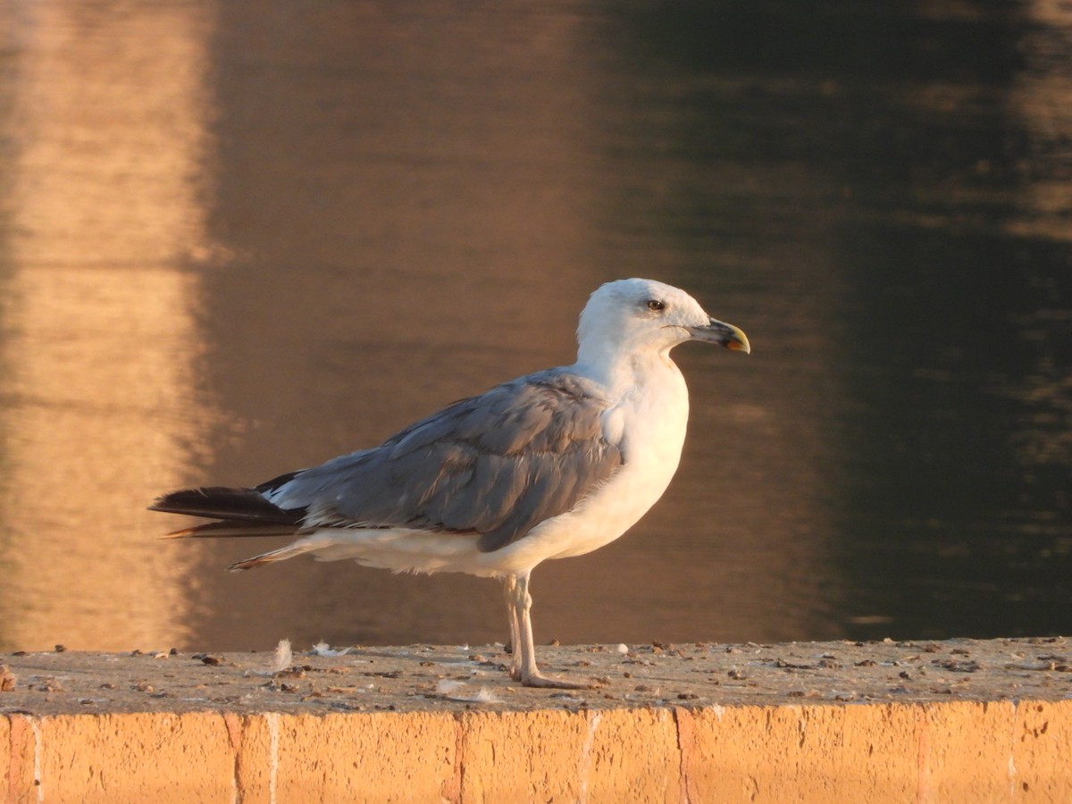 Yellow-legged Gull - ML622577010