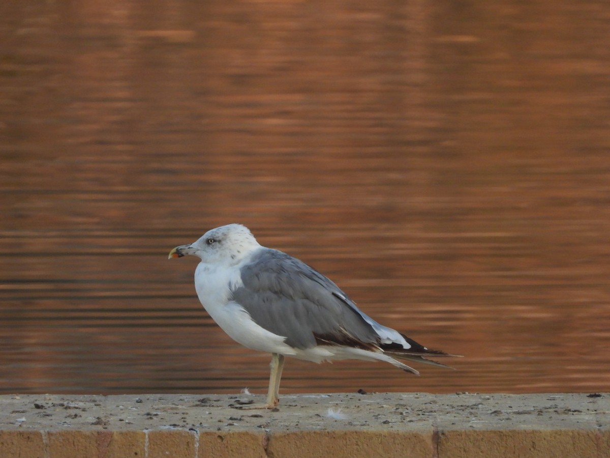 Yellow-legged Gull - ML622577011