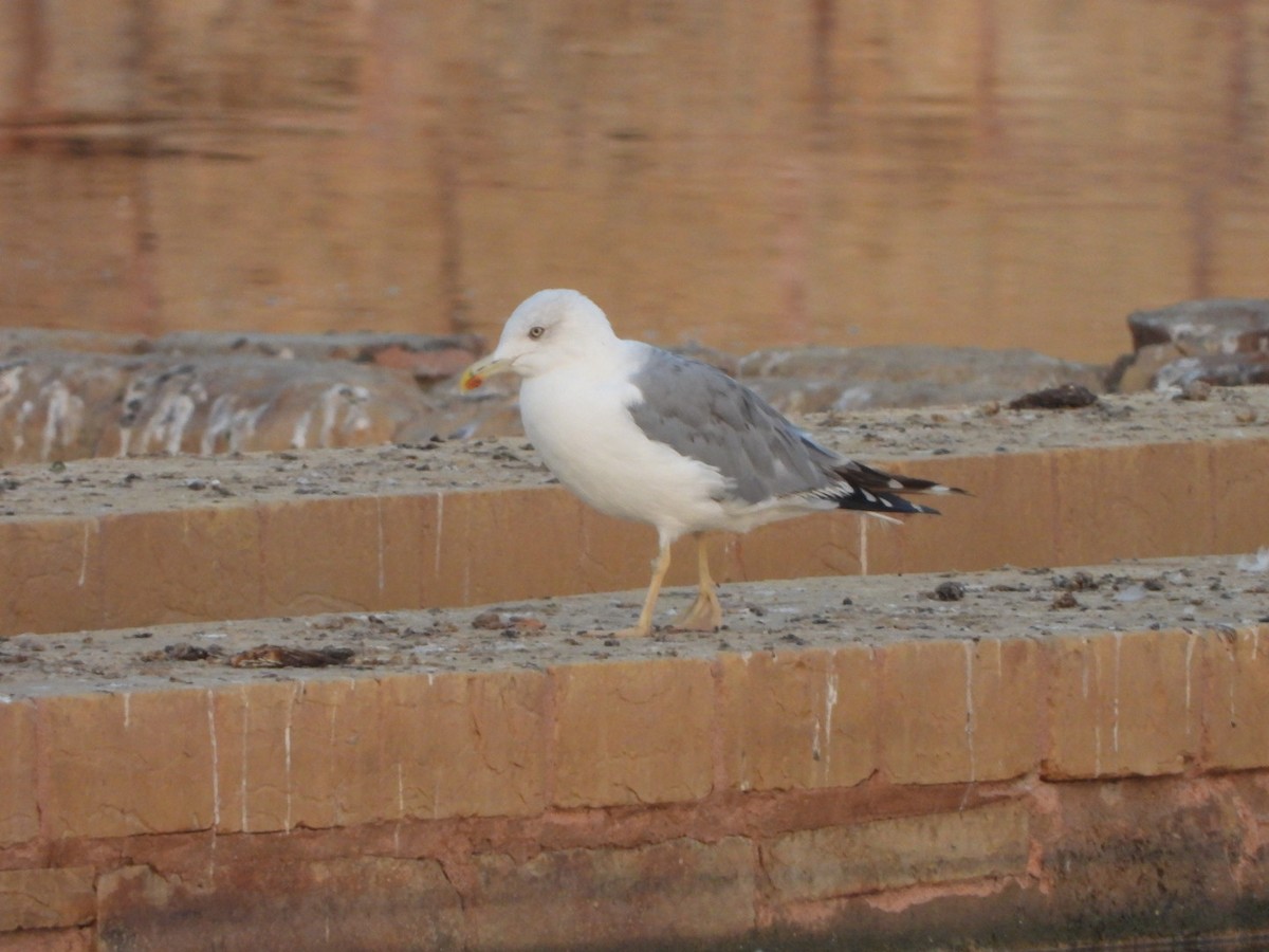 Yellow-legged Gull - ML622577013
