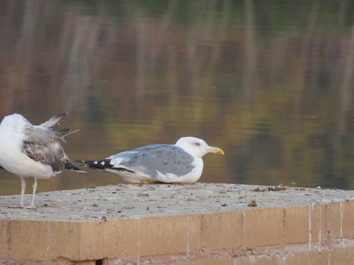 Yellow-legged Gull - ML622577014