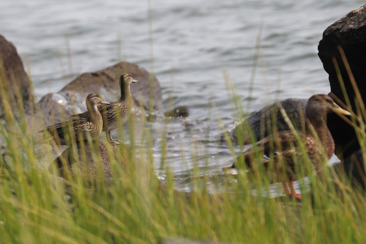 Green-winged Teal - ML622577070