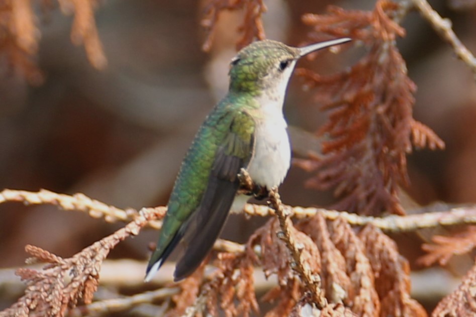 Ruby-throated Hummingbird - ML622577071