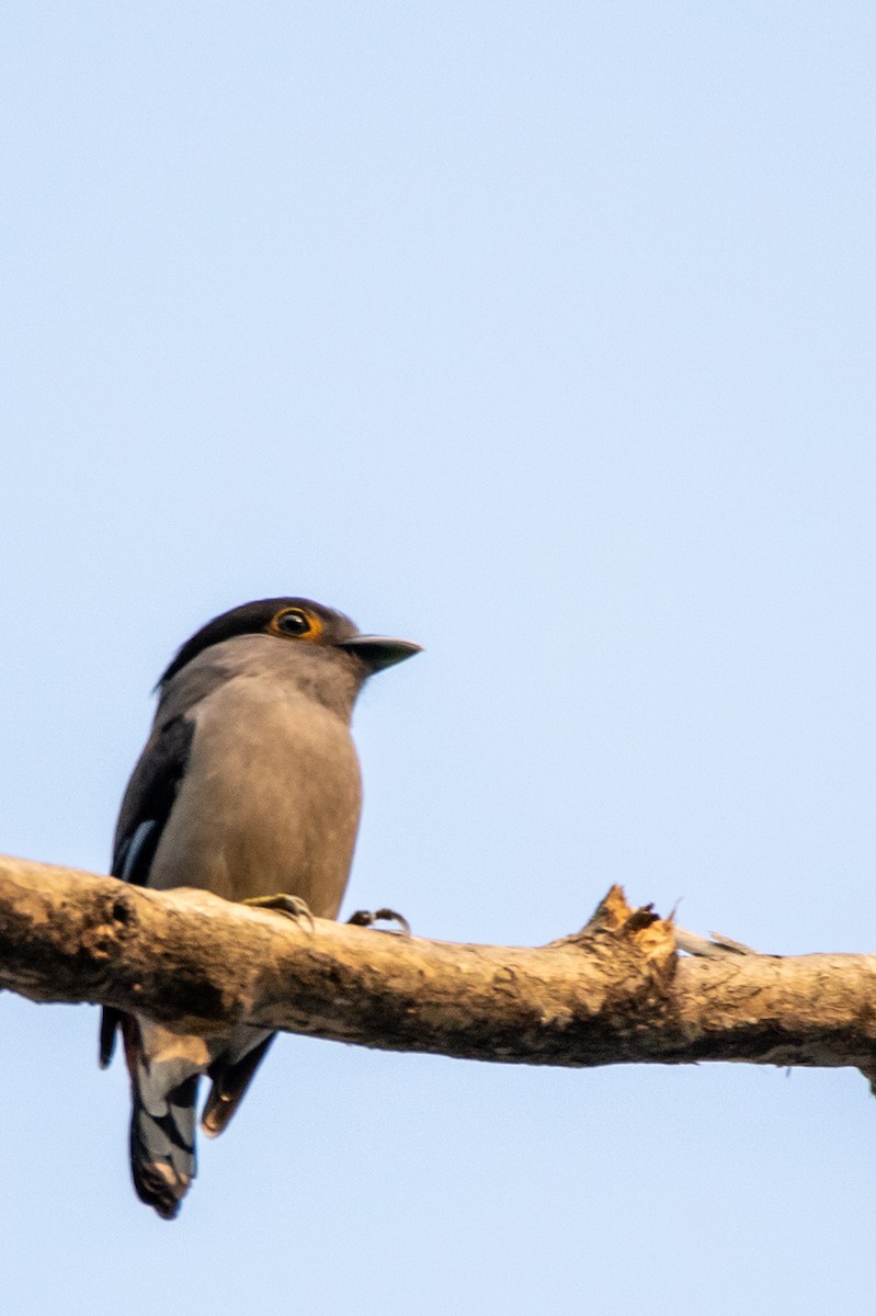 Gray-lored Broadbill - ML622577075