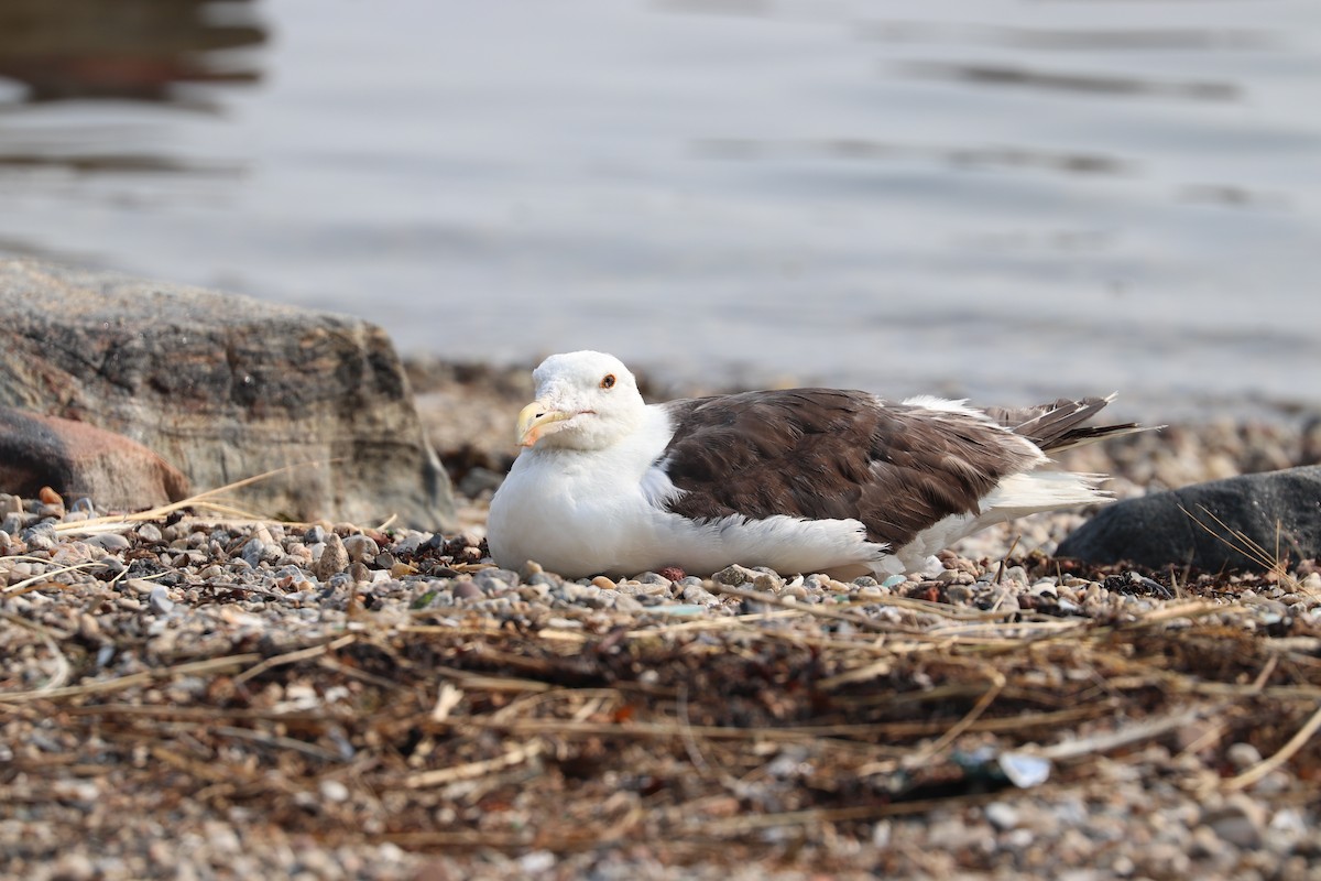 Great Black-backed Gull - Hailey Clancy