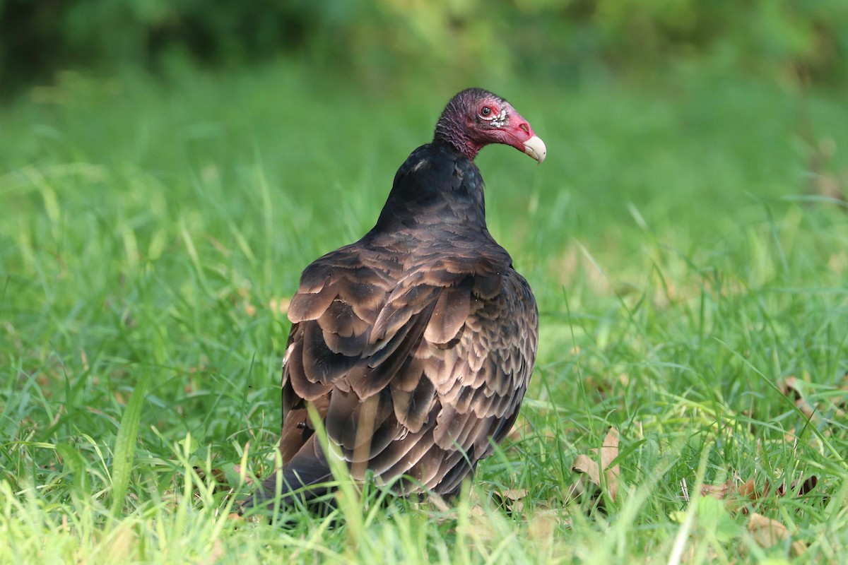 Turkey Vulture - ML622577093