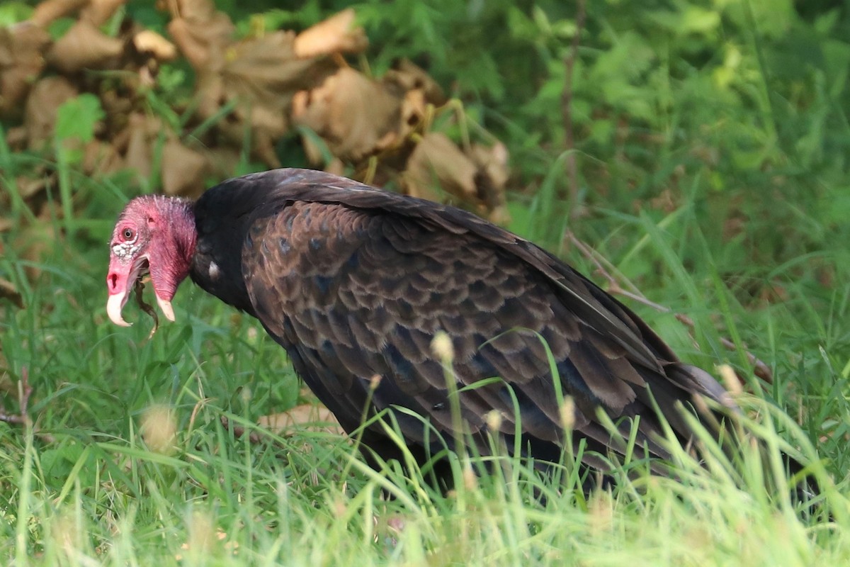 Turkey Vulture - ML622577095