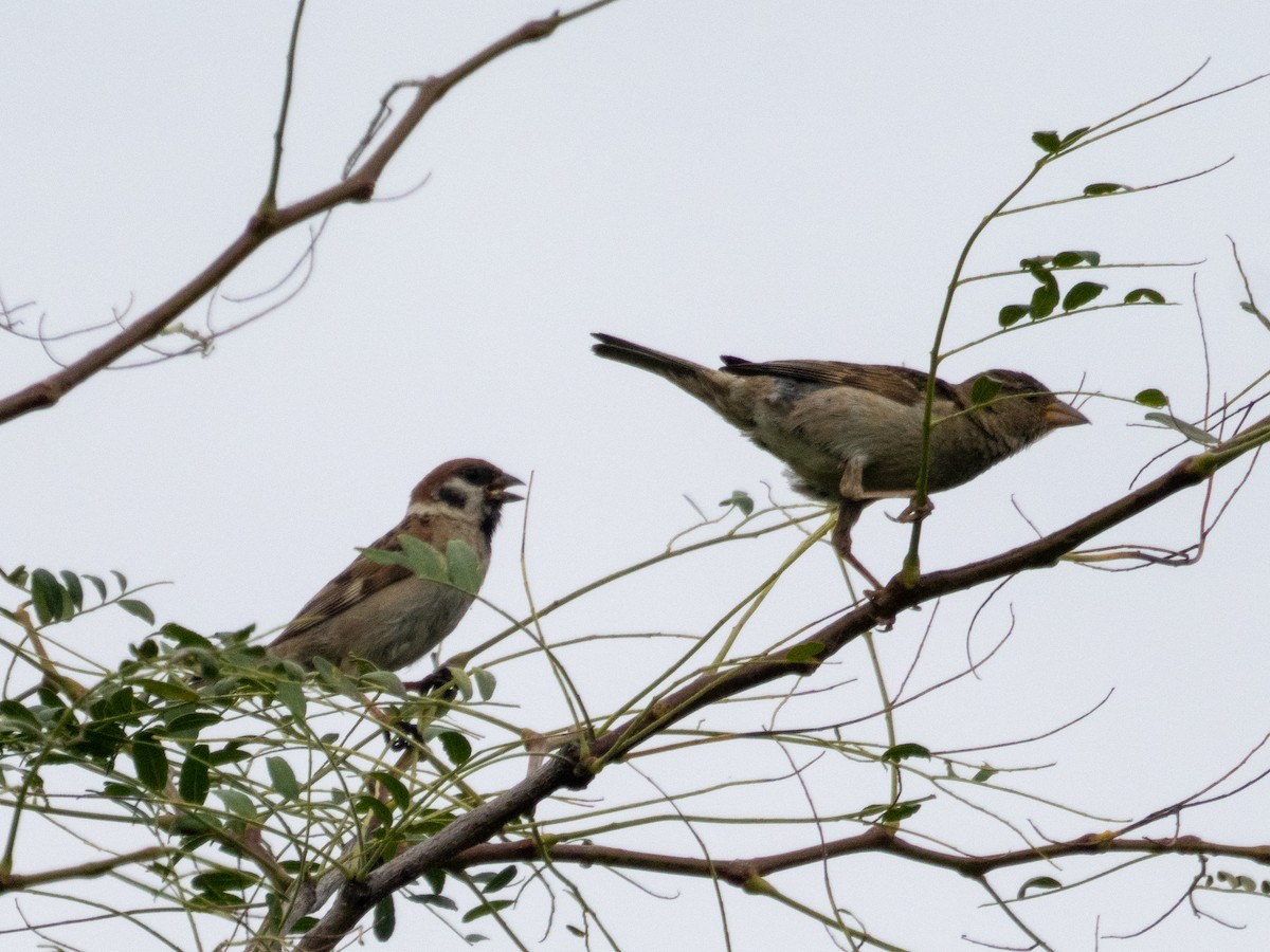 Eurasian Tree Sparrow - ML622577099