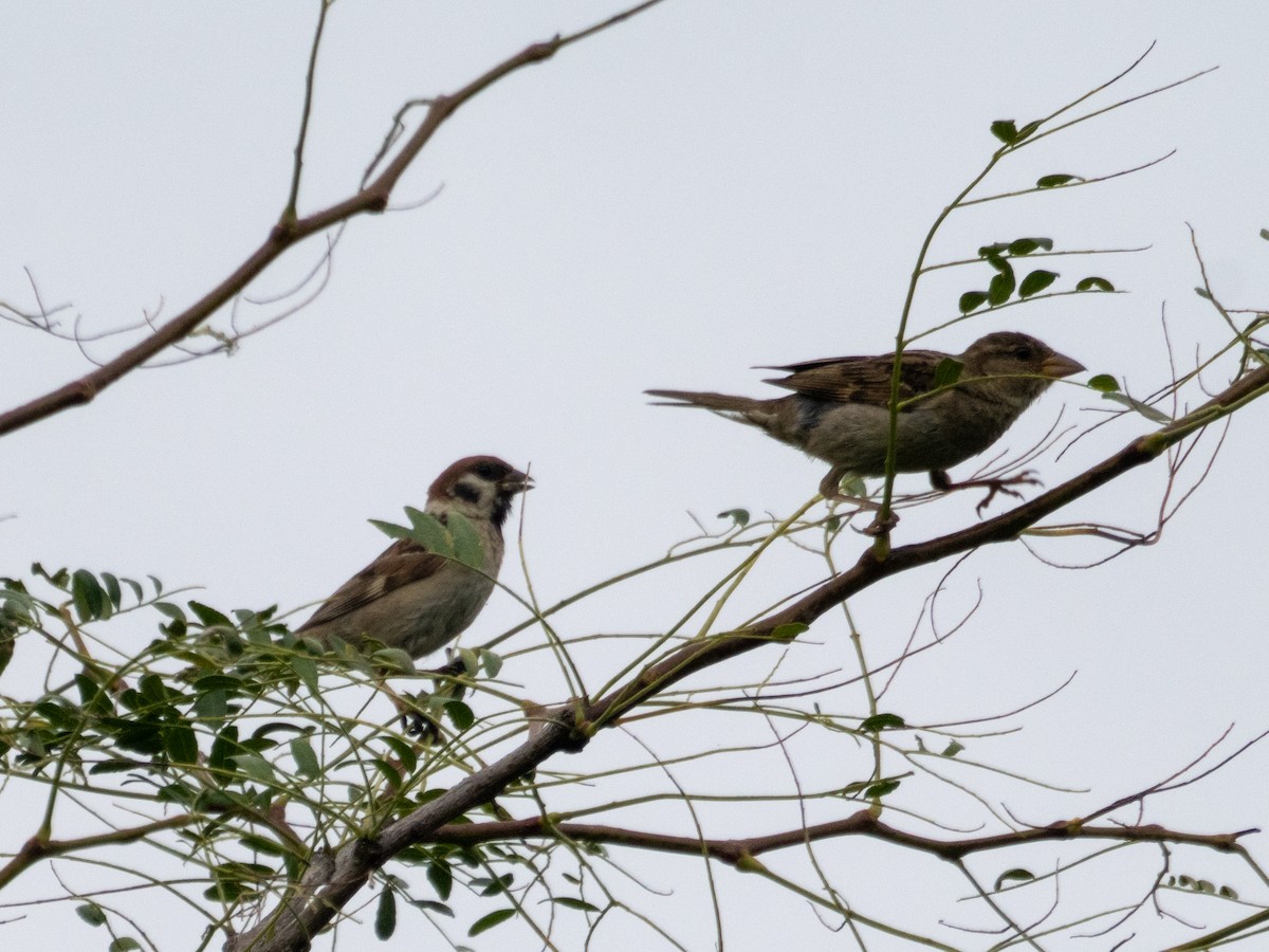 Eurasian Tree Sparrow - ML622577100