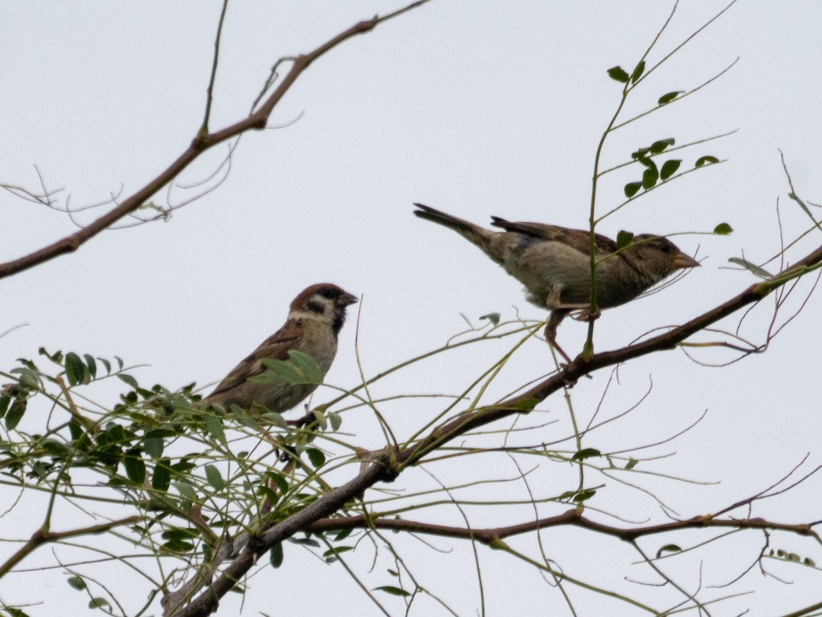 Eurasian Tree Sparrow - ML622577101