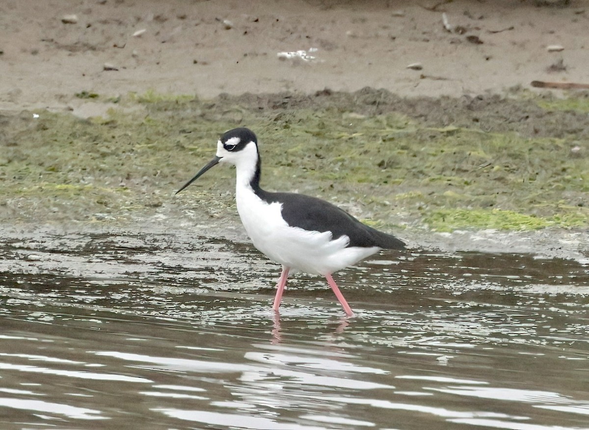 Cigüeñuela Cuellinegra - ML622577148