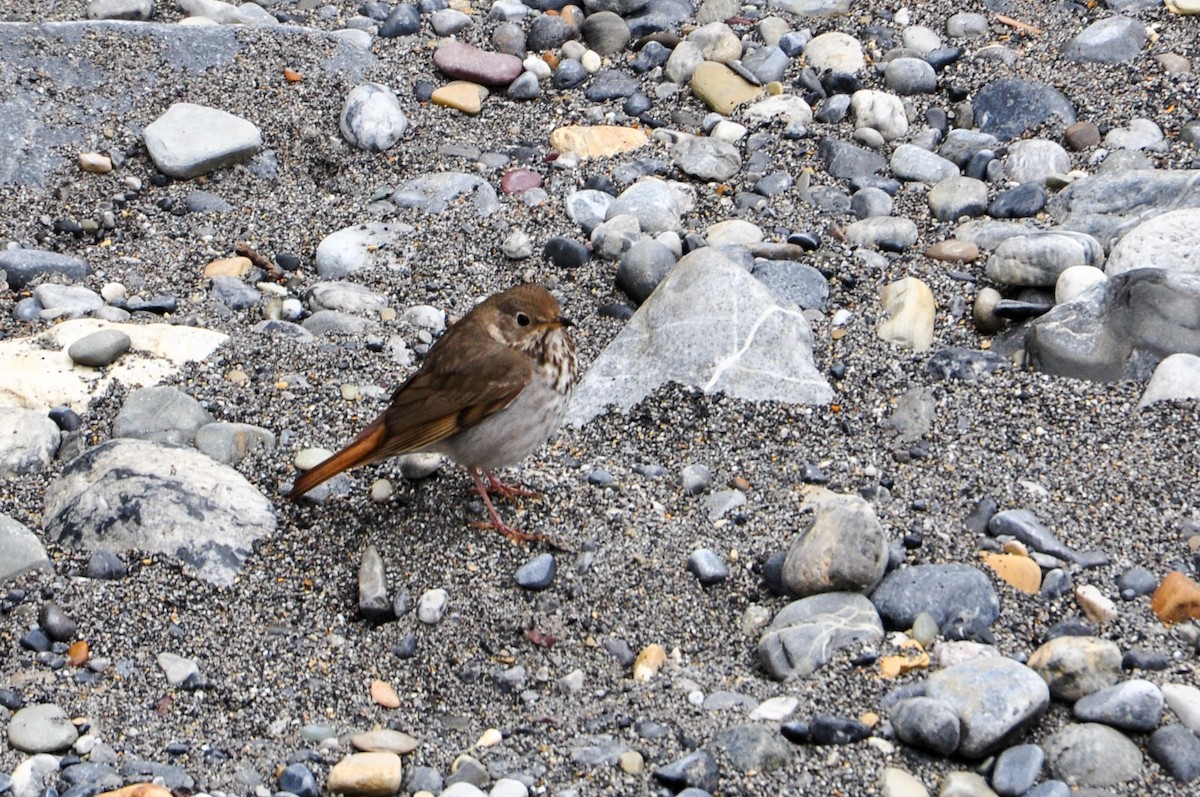Hermit Thrush - ML622577270