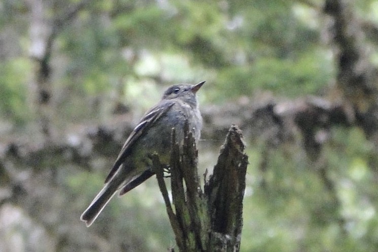Hammond's Flycatcher - ML622577277