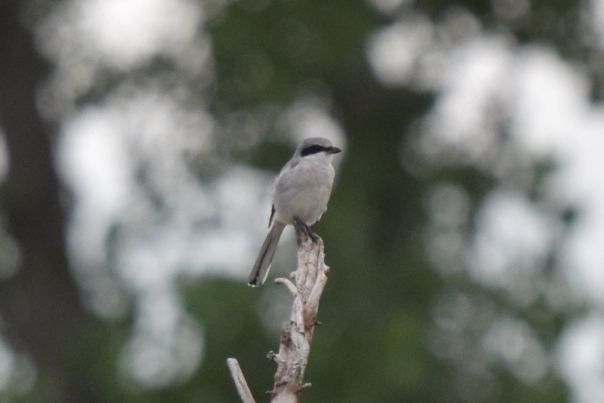 Loggerhead Shrike - ML622577310