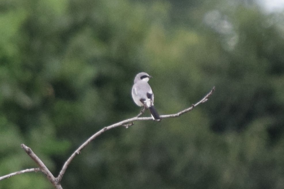 Loggerhead Shrike - ML622577311