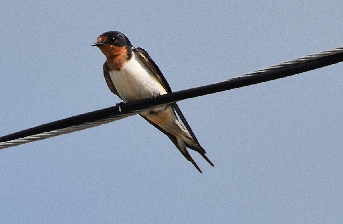 Barn Swallow - ML622577440