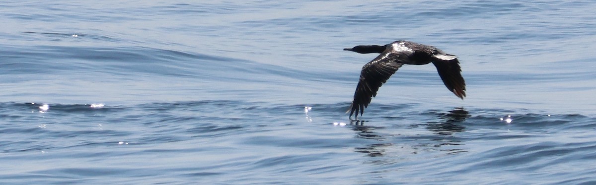 Pelagic Cormorant - Walter Thorne