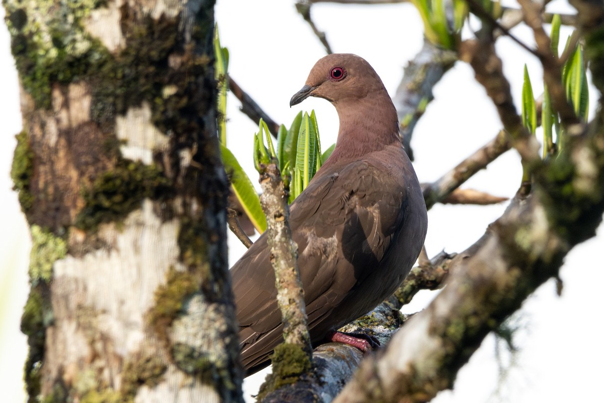 Pale-vented Pigeon - ML622577553