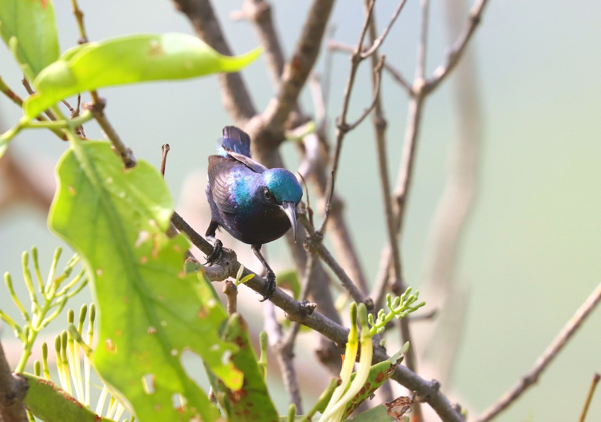 Purple Sunbird - Wayne Paes