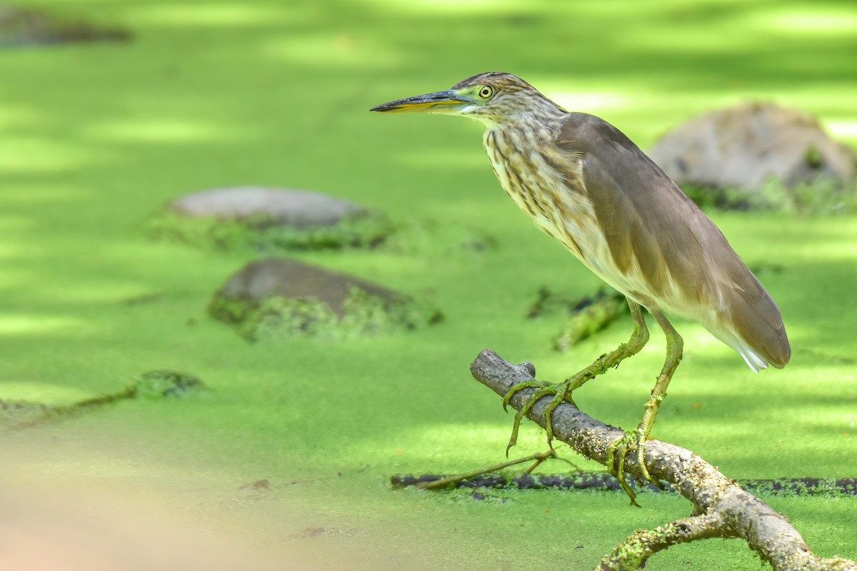 pond-heron sp. - ML622577658