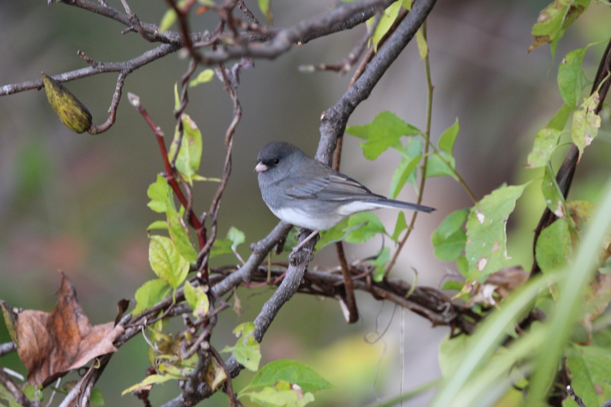 Dark-eyed Junco - Jeff Smith