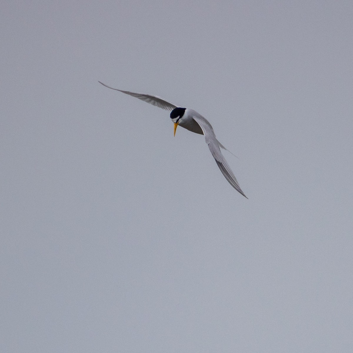 Least Tern - ML622577843