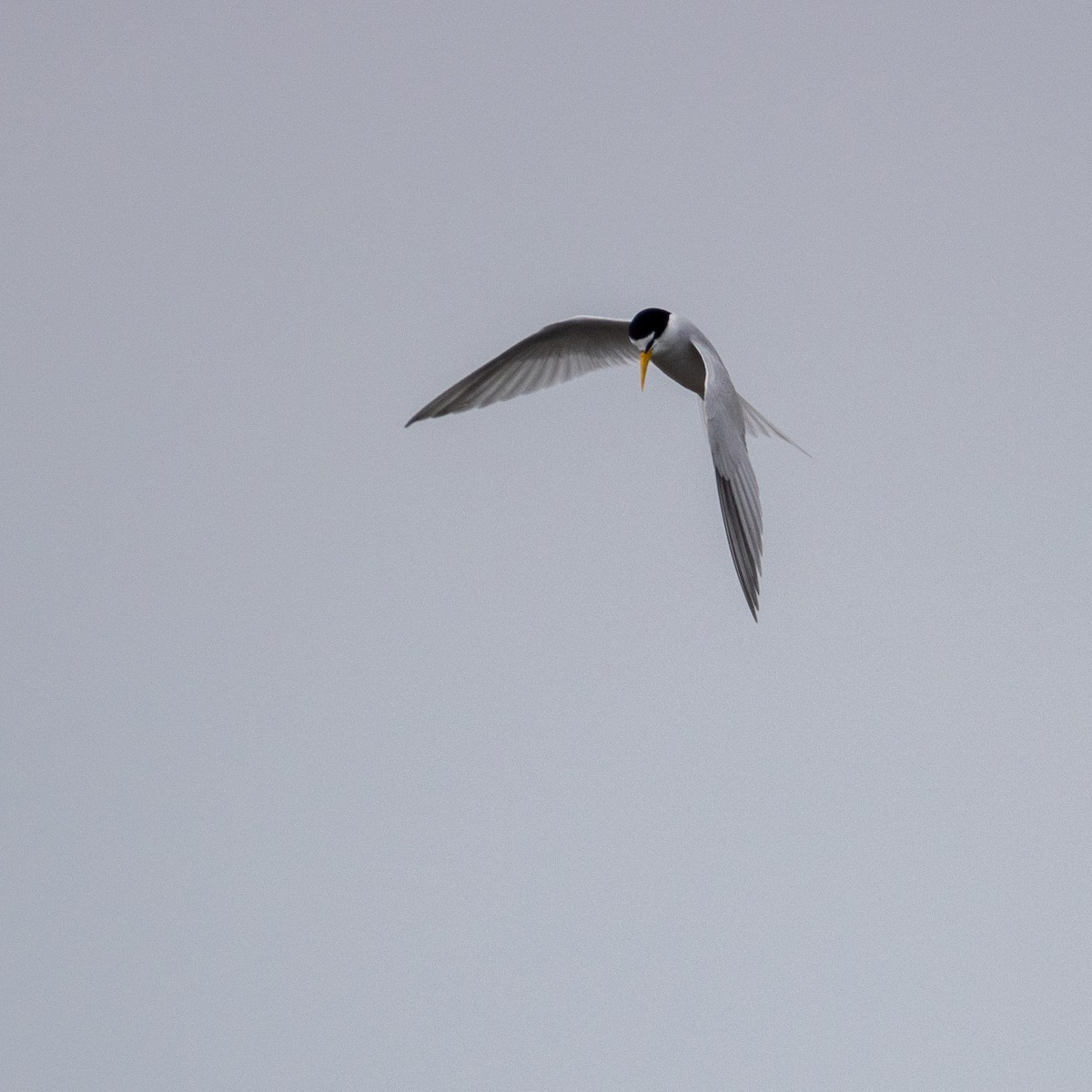 Least Tern - ML622577844