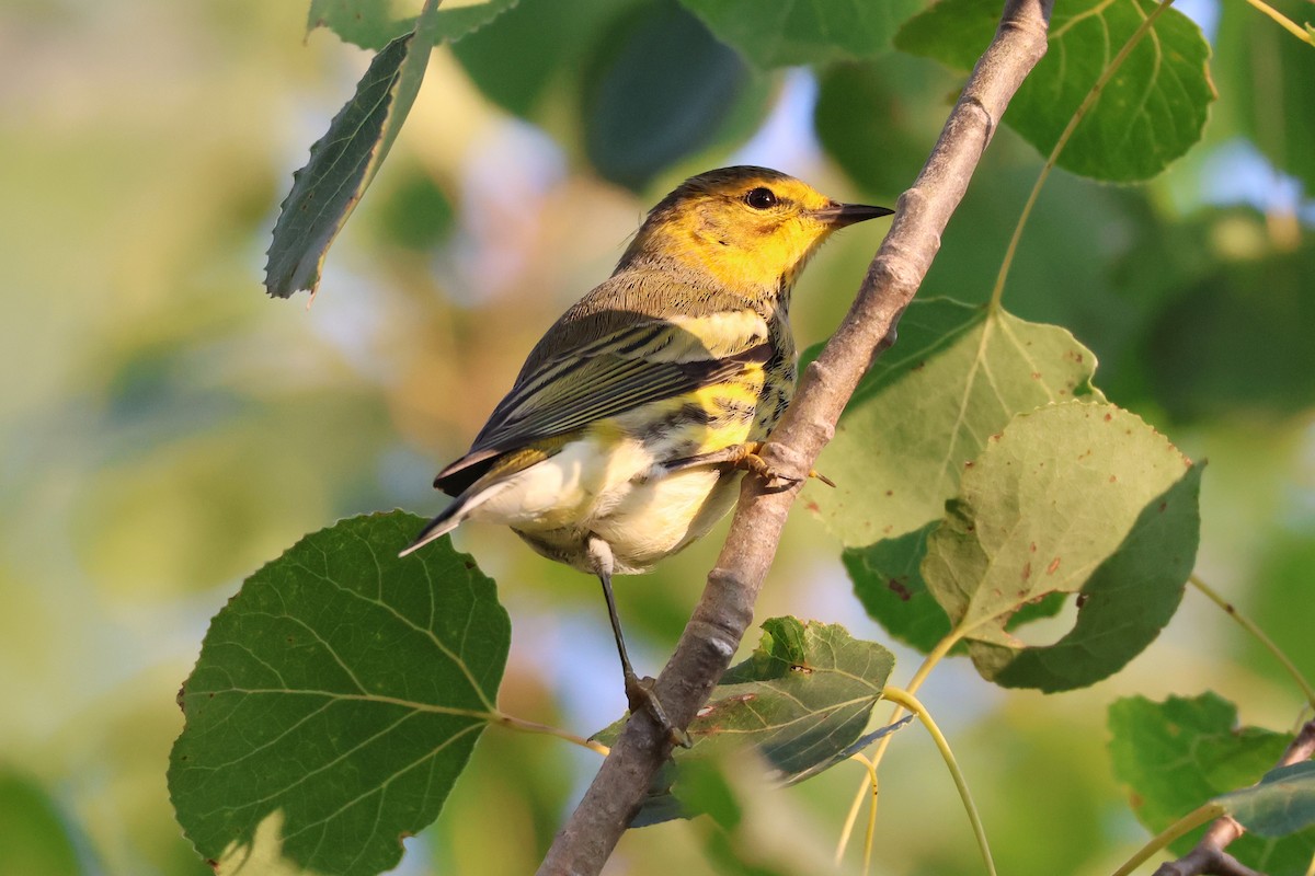 Cape May Warbler - ML622577858