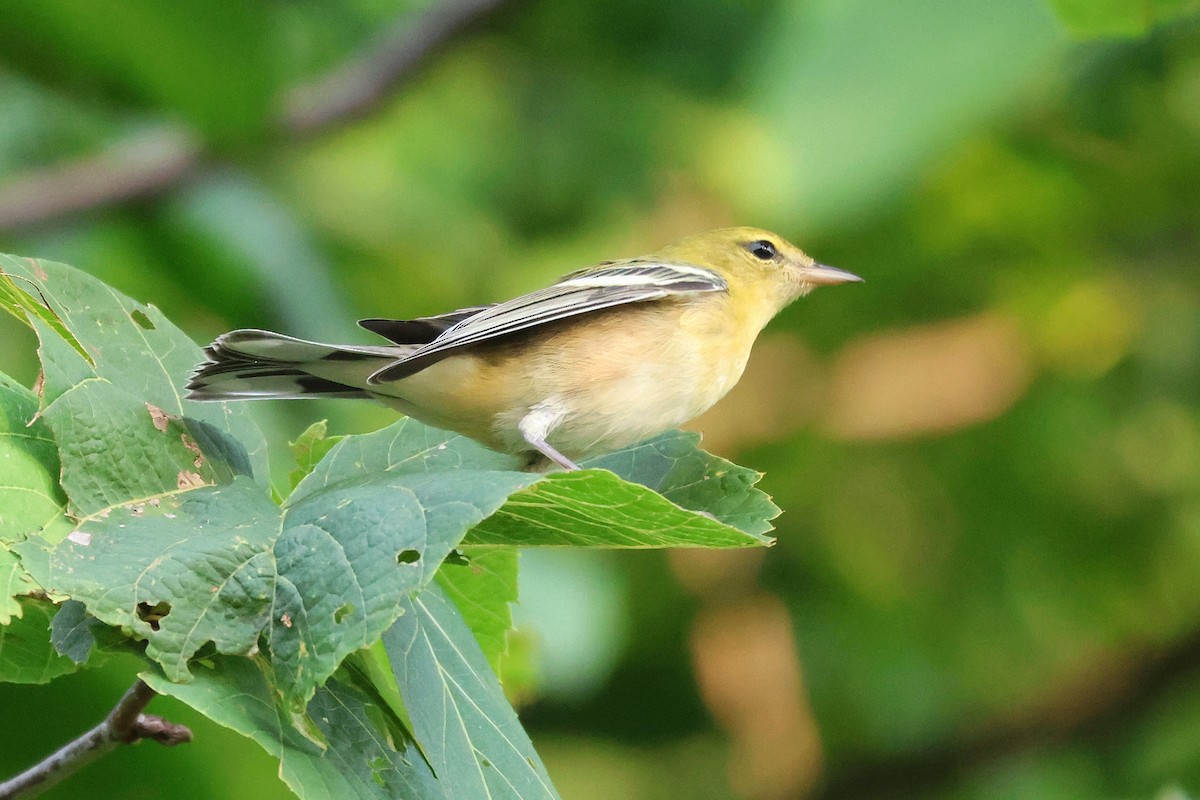 Bay-breasted Warbler - ML622578043