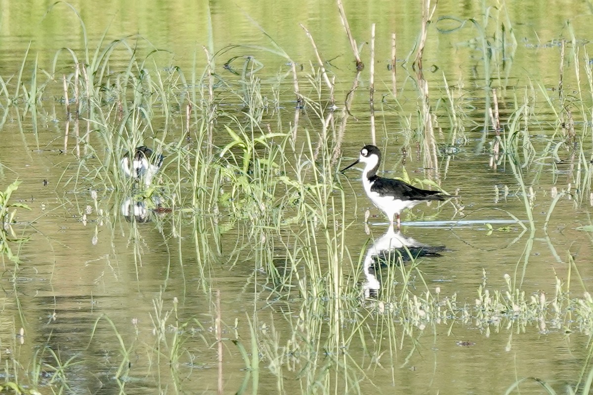 Black-necked Stilt - ML622578094