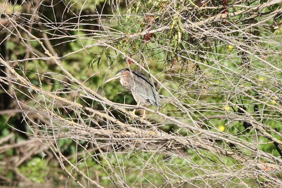 Green Heron - ML622578095