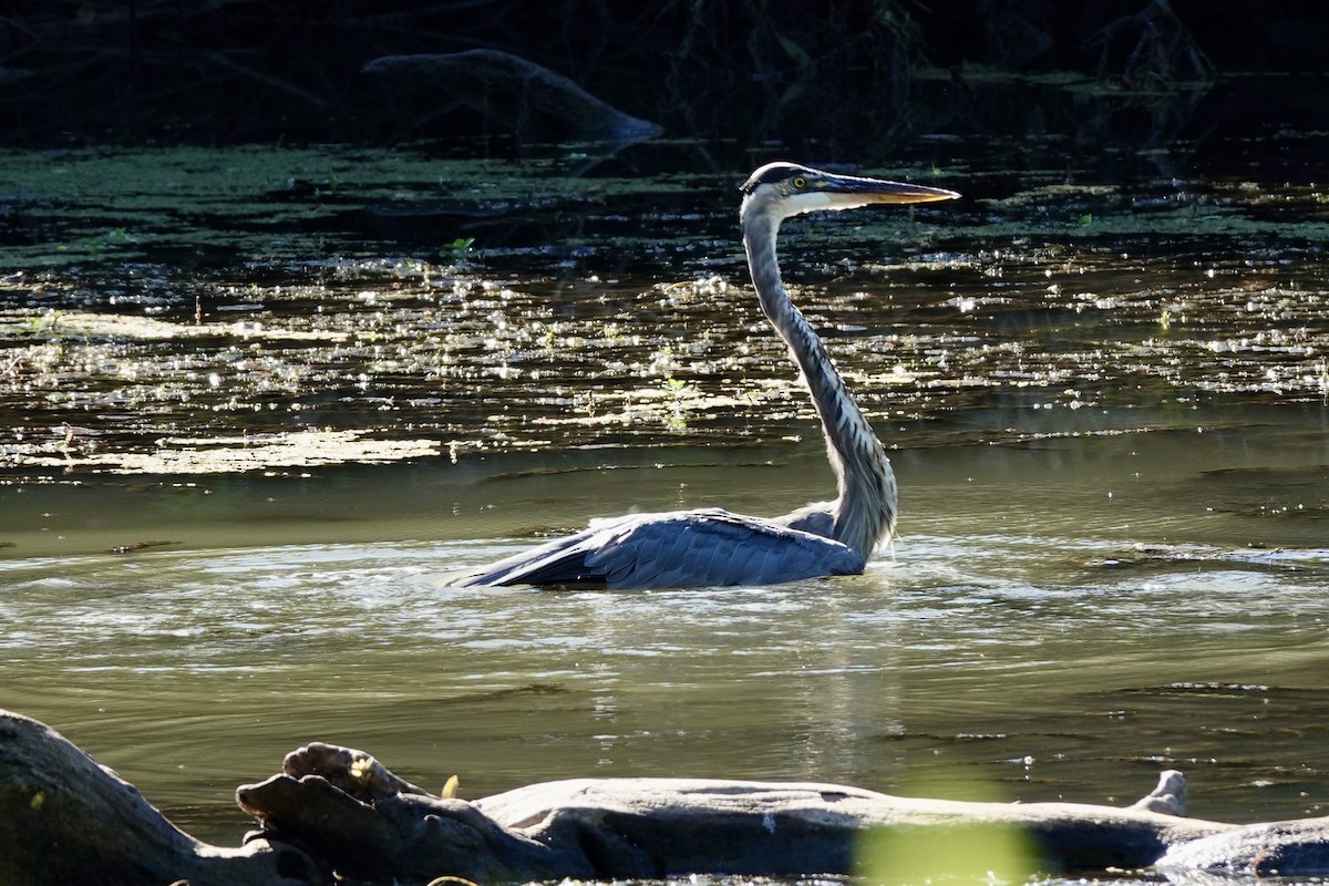 Great Blue Heron - ML622578105