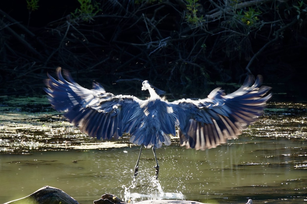 Great Blue Heron - ML622578106