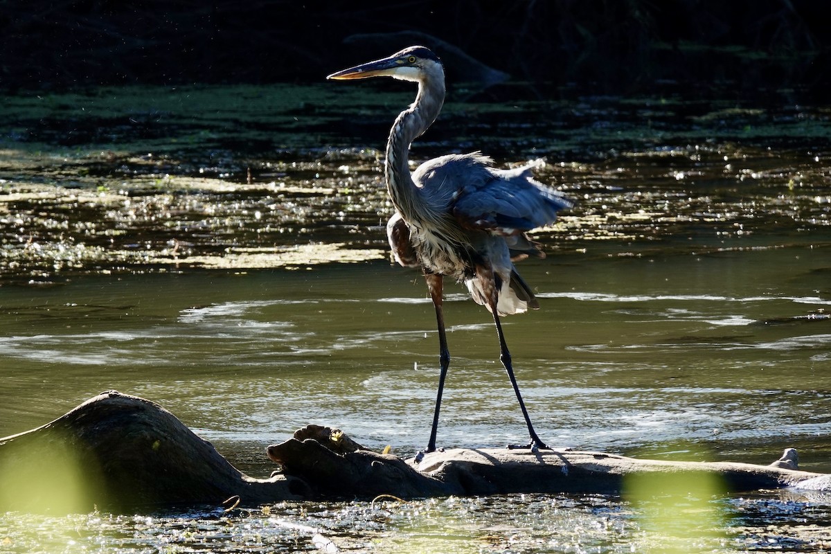 Great Blue Heron - ML622578107