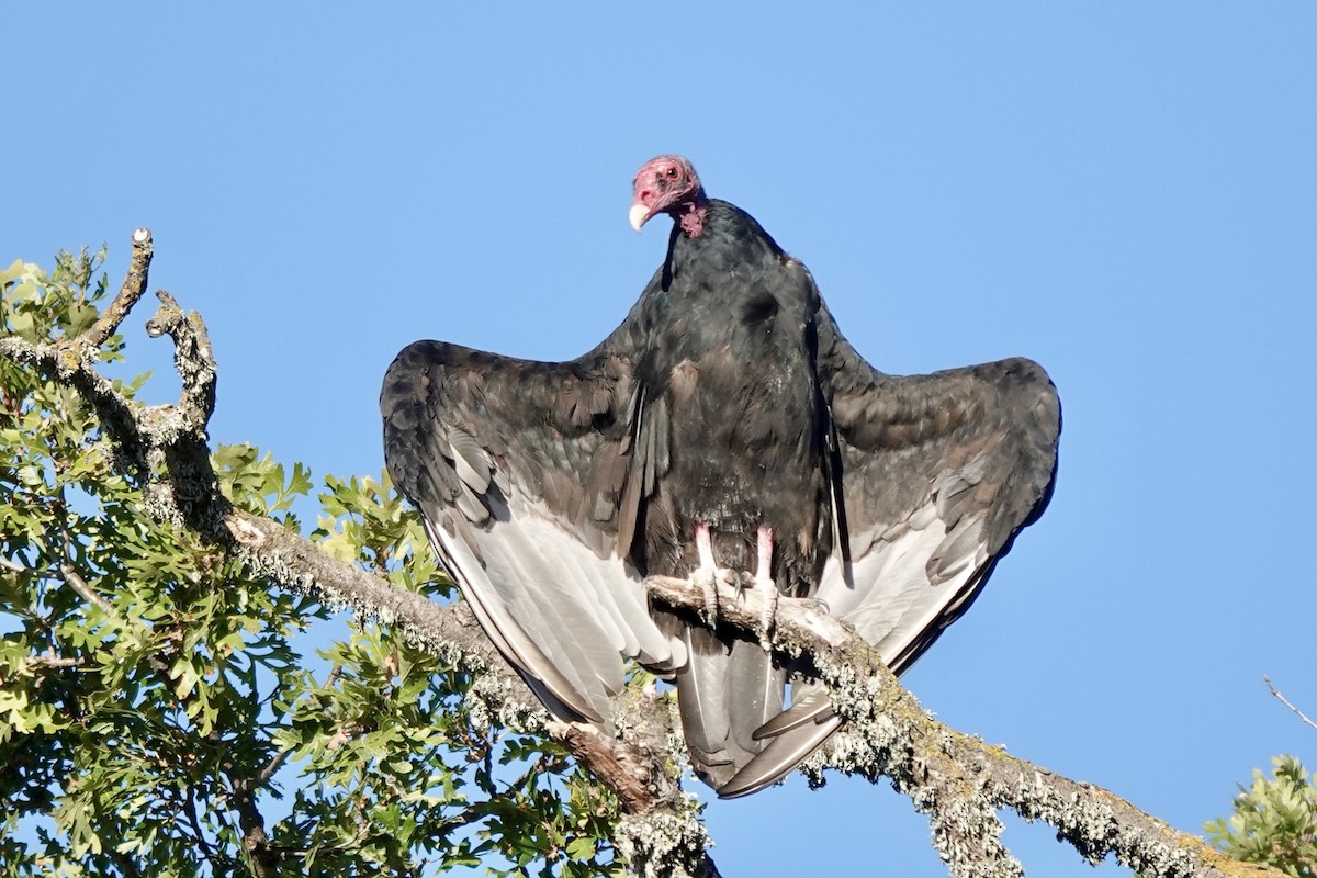 Turkey Vulture - ML622578115