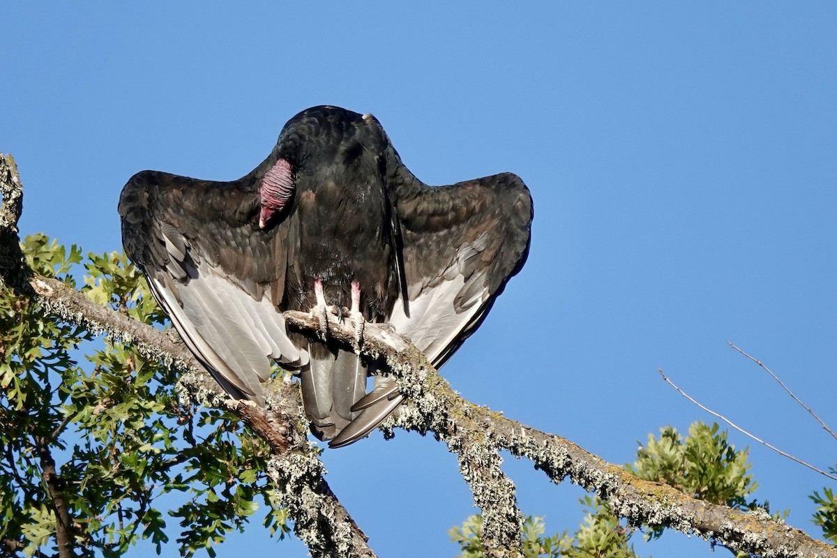 Turkey Vulture - ML622578116