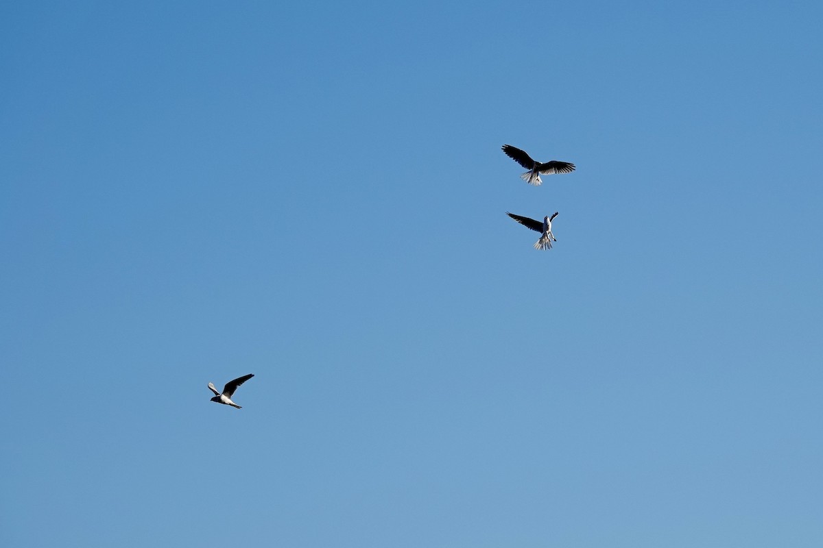 White-tailed Kite - ML622578119