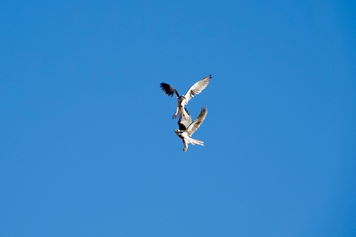 White-tailed Kite - ML622578120