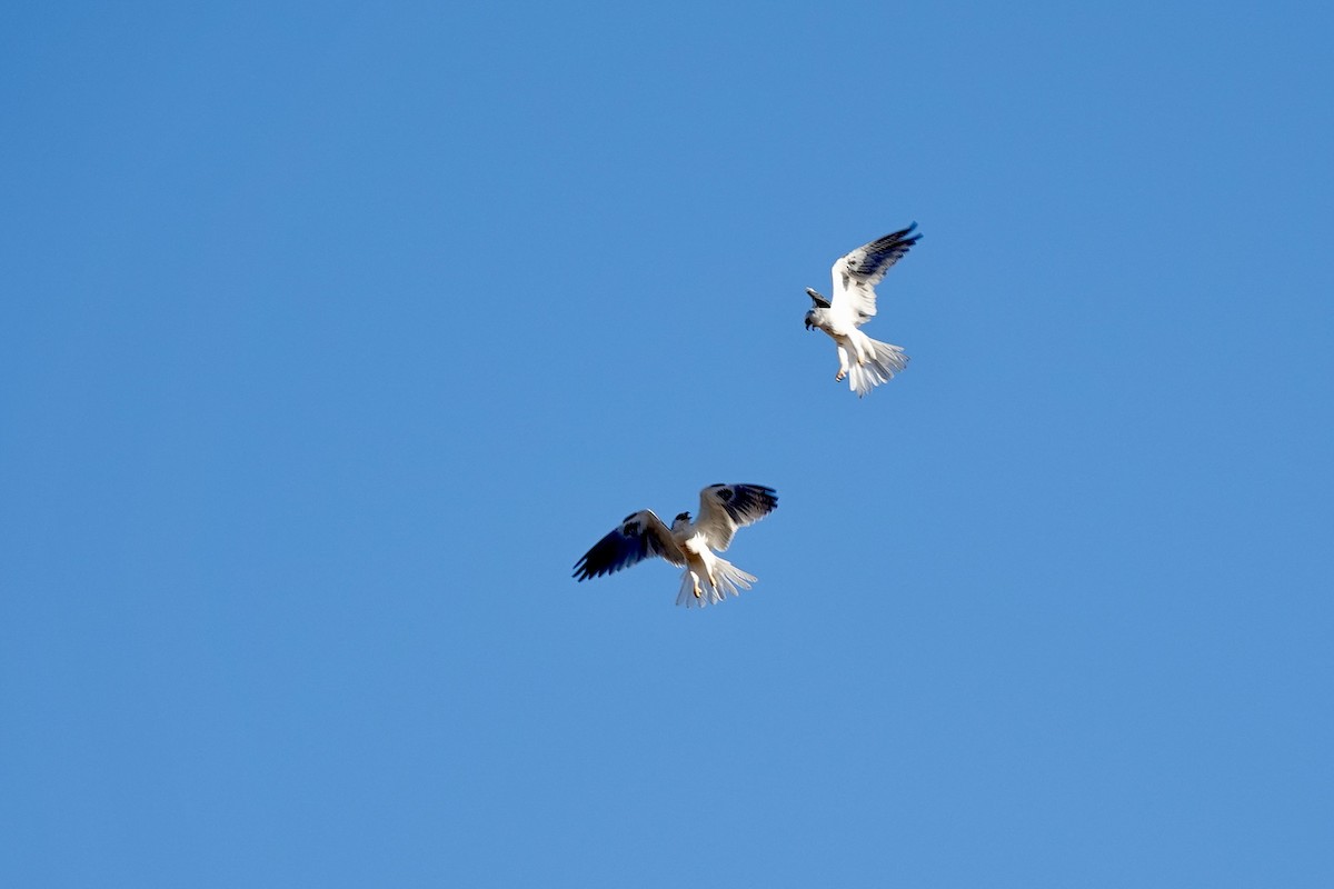 White-tailed Kite - ML622578121