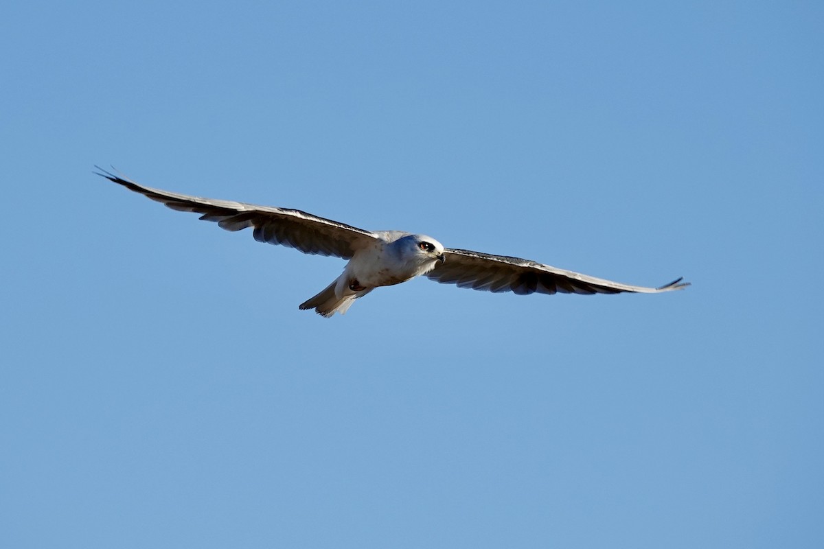 White-tailed Kite - ML622578122